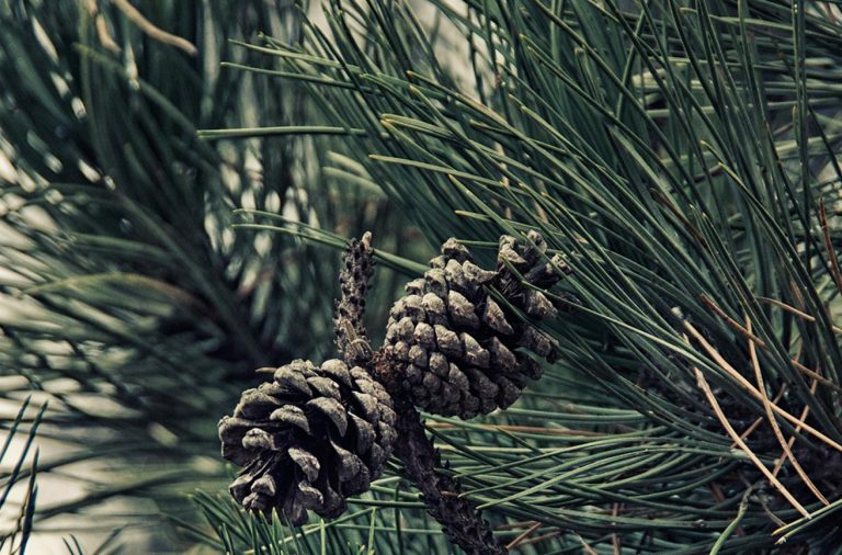 Сосна Карлсона