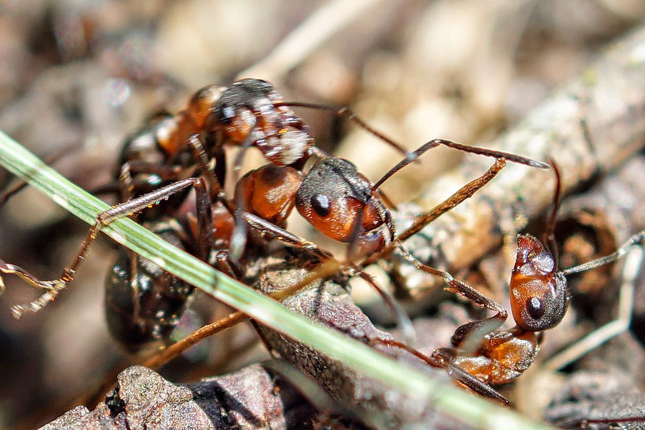 Из жизни муравьев