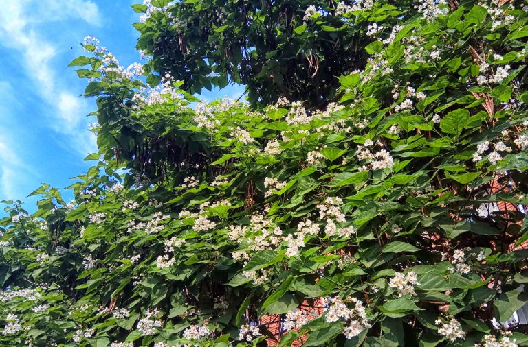 Катальпа, или дерево со слоновьими ушами