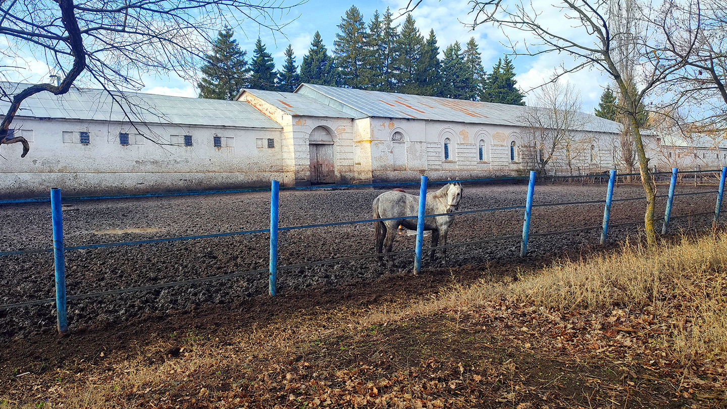 Чесменский конный завод