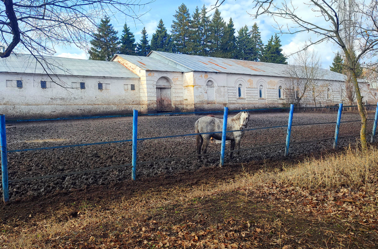 Чесменский конный завод